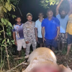 पडवे माजगाव येथे वाघाच्या हल्ल्यात गाय ठार