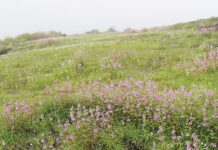 आंबोलीच्या कड्यांवर सप्तरंगांची उधळण