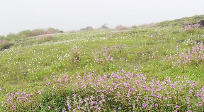 आंबोलीच्या कड्यांवर सप्तरंगांची उधळण
