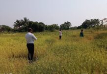 पावसाच्या अनियमिततेचा भात शेतीला फटका; कृषी उपविभागातील ४९० गावांमध्ये स्वतंत्र पथकांकडून पाहणी