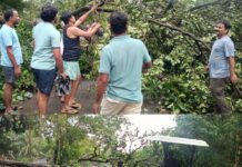 लोरे नं. 2 येथे रस्त्यावर कोसळले झाड : फोंडा-वैभववाडी मार्ग काहीकाळ ठप्प