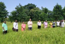 सभापती प्रणव पोळेकर थेट दुष्काळग्रस्त शेतकऱ्यांच्या बांधावर;पंचनाम्यांची घेतली पाहणी