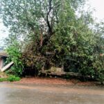 चक्रीवादळाचा फटका ; फोंडाघाट लोरे रस्ता चौकातील वडाचे झाड लगतच्या दवाखाना,औषध दुकानावर कोसळले.!