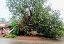 चक्रीवादळाचा फटका ; फोंडाघाट लोरे रस्ता चौकातील वडाचे झाड लगतच्या दवाखाना,औषध दुकानावर कोसळले.!