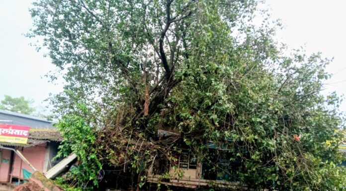 चक्रीवादळाचा फटका ; फोंडाघाट लोरे रस्ता चौकातील वडाचे झाड लगतच्या दवाखाना,औषध दुकानावर कोसळले.!