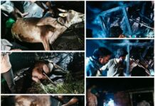 Breaking : दहागाव निमदेवाडी येथे गुरांच्या गोठ्याला भीषण आग