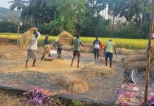 राजापूर तालुका दुष्काळग्रस्त: पाणीटंचाईचे संकट, भातपिकही धोक्यात, बळीराजा हतबल