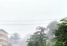 चिपळूण-गुहागर महामार्गावर मिरजोळी येथे रस्त्याच्या दुतर्फा झाडांच्या फांद्या तात्काळ छाटण्याची मागणी