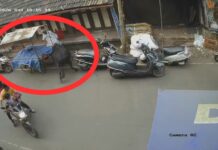 कणकवलीत मोकाट जनावरांचा हैदोस