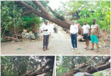 भरणे नाका येथे वाऱ्यामुळे महाकाय झाड कोसळले; वाहतूक ठप्प