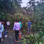 नगरपालिका कचरा डेपोलगत वादळी पावसामुळे मुख्य रस्त्यावर भलेमोठे झाड कोसळले