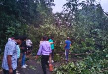 नगरपालिका कचरा डेपोलगत वादळी पावसामुळे मुख्य रस्त्यावर भलेमोठे झाड कोसळले