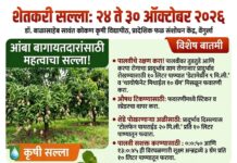 ढगाळ हवामान व अवकाळी पावसाच्या पार्श्वभूमीवर आंबा व काजू बागांच्या संरक्षणासाठी कृषी सल्ला जारी