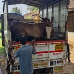 नाधवडेत गोरक्षकांनी गुरांची वाहतूक करणारा टेम्पो पकडला