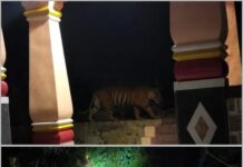 रत्नागिरी तालुक्यातील खालगावमध्ये पट्टेरी वाघाचे दर्शन? सोशल मीडियावर व्हायरल होणाऱ्या फोटोंबाबत वनविभागाचा मोठा दावा
